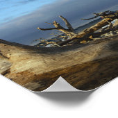 Poster Plage de Driftwood dans l'île Jekyll en Géorgie (Coin)