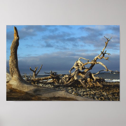 Poster Plage de Driftwood dans l'île Jekyll en Géorgie (Devant)
