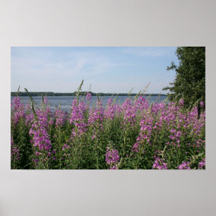 Poster Plage de Fireweed
