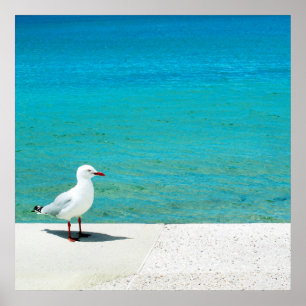 Poster Plage de la mouette Nutgrove, baie Tasmanie de