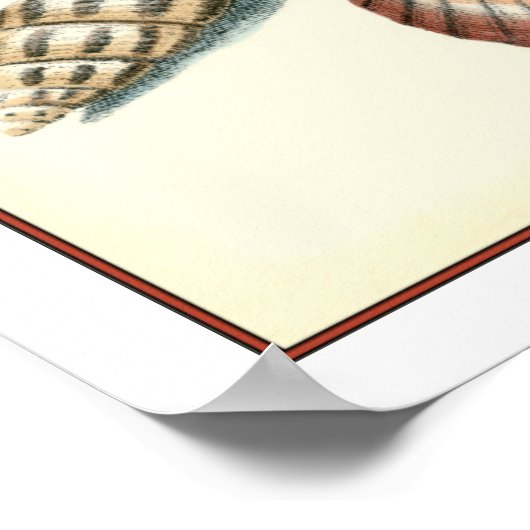 Poster Plage de Shell soignée (Coin)