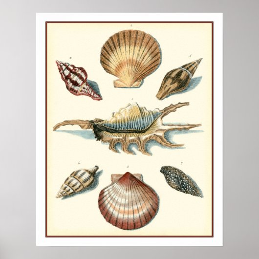 Poster Plage de Shell soignée (Devant)