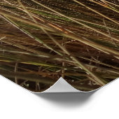 Poster Plage Limantour à Point Reyes National Seashore I (Coin)