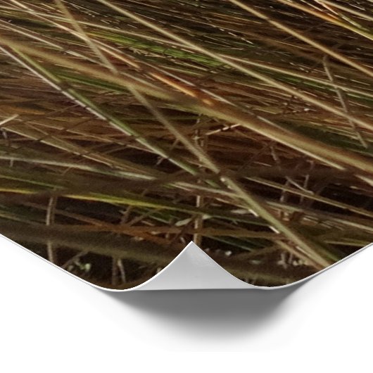 Poster Plage Limantour à Point Reyes National Seashore I (Coin)