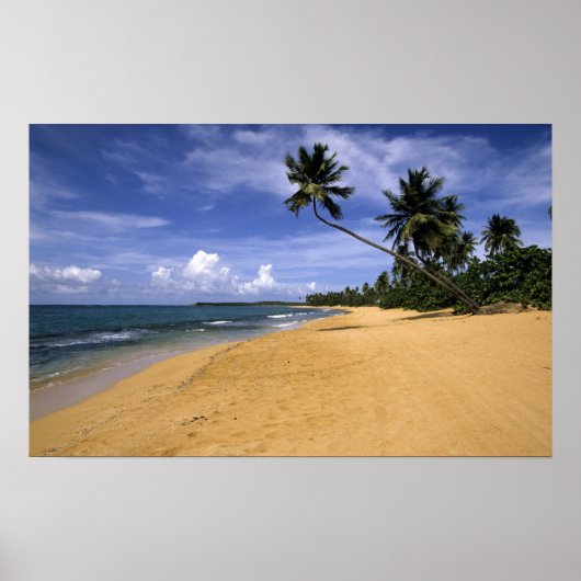 Poster Plage Porto Rico 2 (Devant)
