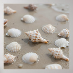 Poster Plage Sérénité des Coquillages Délicats
