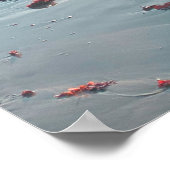 Poster Plage Sunset Mendocino (Coin)