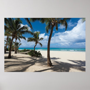 Poster Plages tropicales Anguilla Beach, Palm Tree