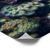 Poster Plages tropicales | Corail sous-marin Reef (Coin)