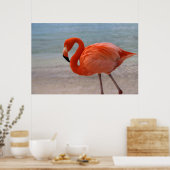 Poster Plages tropicales | Flamant rose des Caraïbes, Aru (Cuisine)