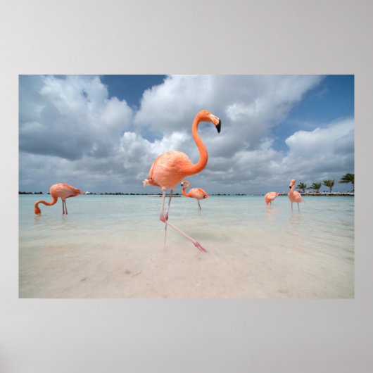 Poster Plages tropicales | Flamants roses Beach, Aruba (Devant)