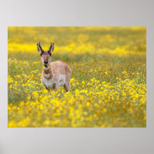 Poster plaines de carrizo passé (Devant)