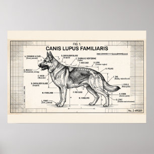Poster Plan de chien berger allemand