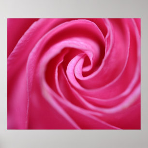 Poster Plan rapproché de rose de rose