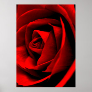 Poster Plan rapproché rose