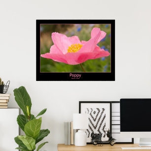 Poster Plan rapproché rose de photographie de pavot