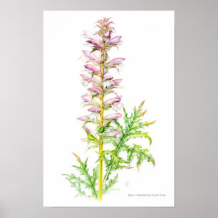 Poster Planche d'aquarelle Acanthus mollis