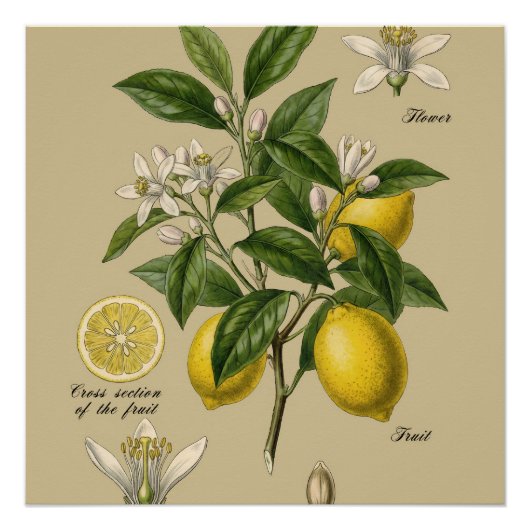 Poster Planche d'illustration botanique d'un citronnier v (Devant)