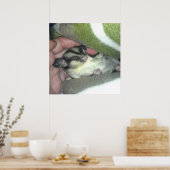 Poster Planor glissant sucré dormant dans une couverture (Cuisine)