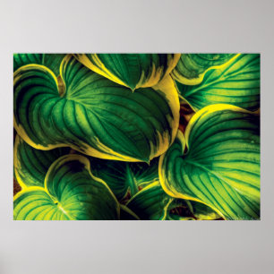 Poster Plant - Hosta Leaves