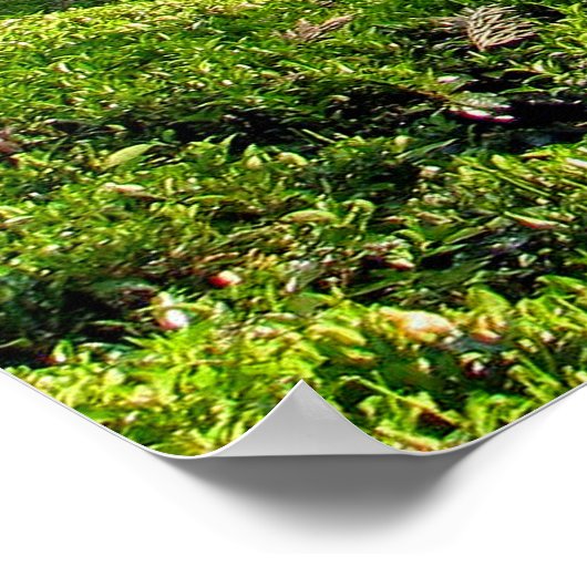 Poster Plantation de thé (Coin)