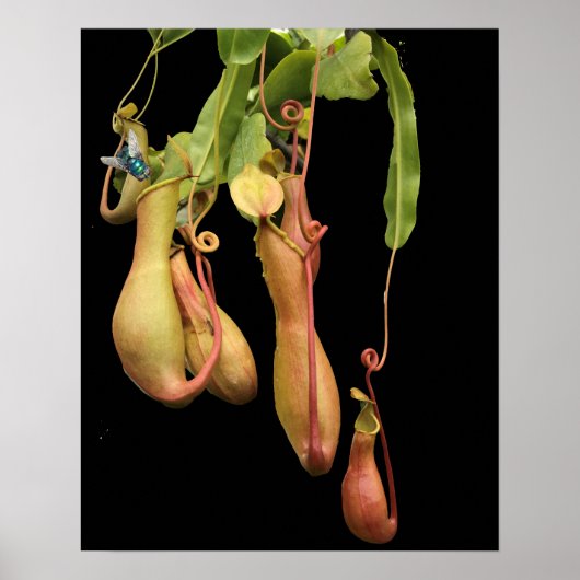 Poster Plante à piège tropicale et mouche bleue (Devant)