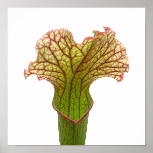 Poster Plante à urne (Devant)