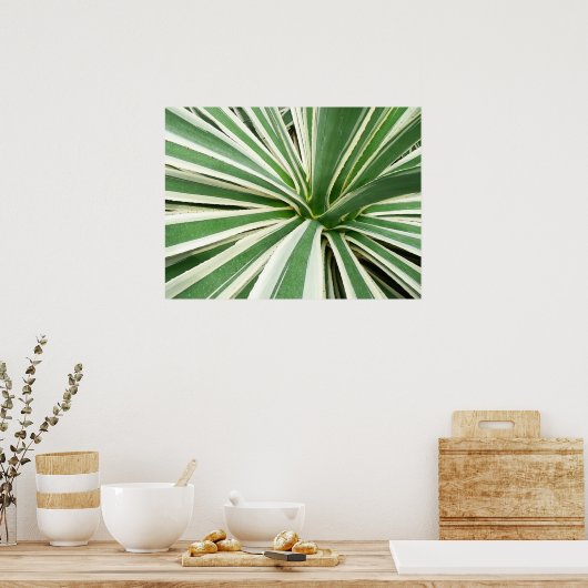 Poster Plante Agave Vert et blanc rayé (Cuisine)