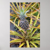 Poster Plante ananas (Devant)