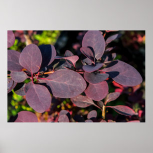 Poster Plante avec feuilles rouge foncé