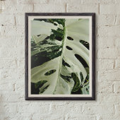 Poster Plante botanique Monstera panachée