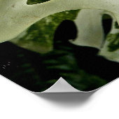 Poster Plante botanique Monstera panachée (Coin)