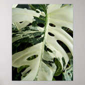 Poster Plante botanique Monstera panachée (Devant)