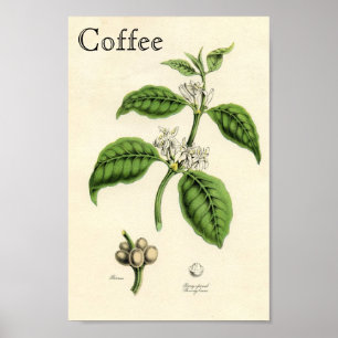 Poster Plante café vintage
