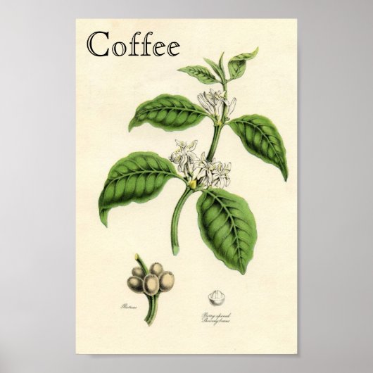 Poster Plante café vintage (Devant)