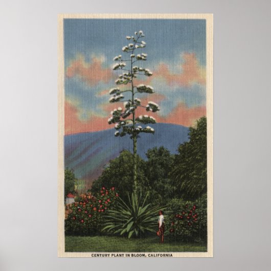Poster Plante californien en fleurs (Devant)