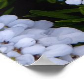 POSTER PLANTE CANDYTUFT (Coin)