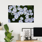 POSTER PLANTE CANDYTUFT (Bureau à domicile)