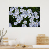 POSTER PLANTE CANDYTUFT (Cuisine)