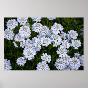 POSTER PLANTE CANDYTUFT