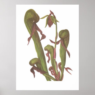 Poster Plante carnivore - Darlingtonia californica