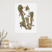 Poster Plante carnivore - Darlingtonia californica (Cuisine)