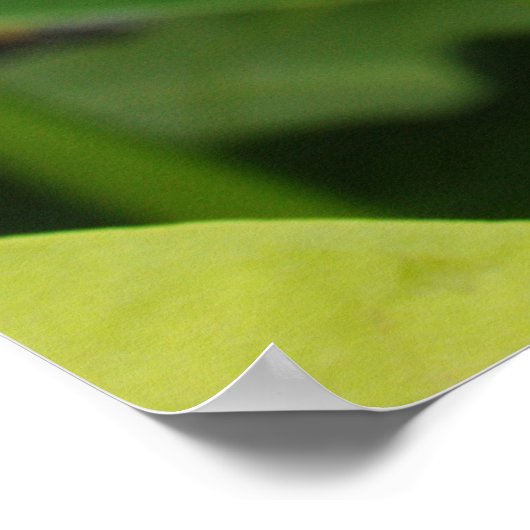 Poster Plante Carnivore Green Pitcher (Coin)