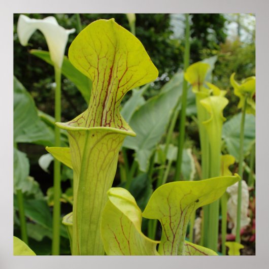 Poster Plante Carnivore Green Pitcher (Devant)
