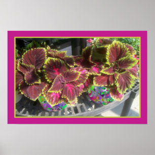 Poster Plante Coleus