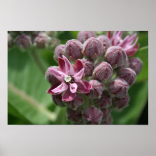 Poster Plante commun de fleur de milkweed