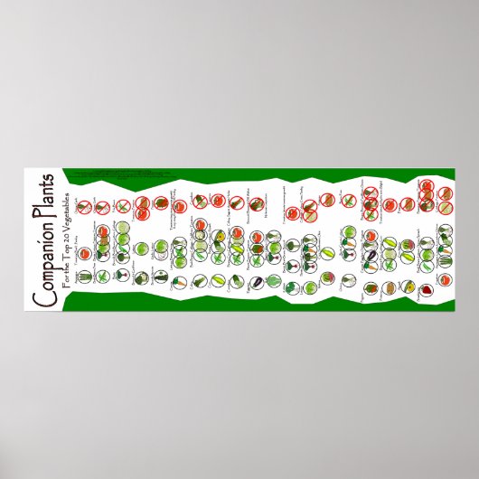 Poster Plante compagnon : Les 20 meilleurs Plantes (Devant)