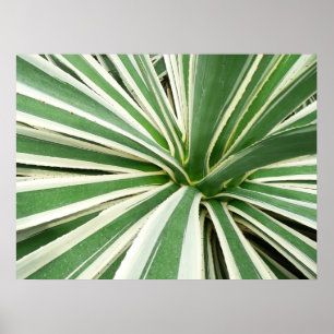 Poster Plante d'Agave verte et blanche striée