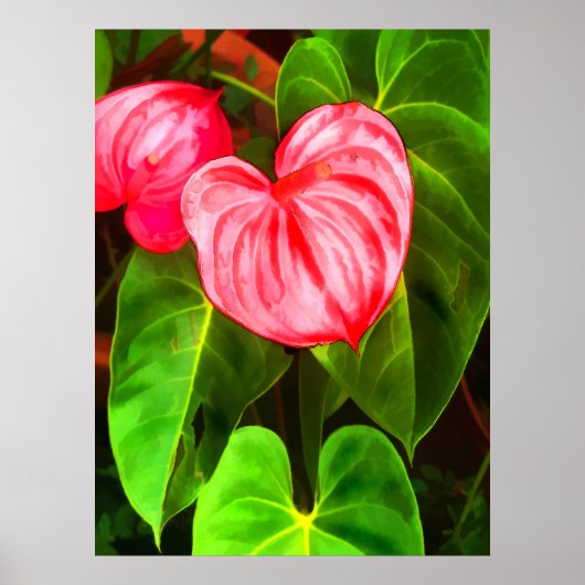 Poster Plante d'anthurium (Devant)