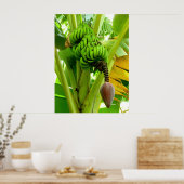 Poster Plante de banane (Cuisine)